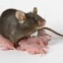 Rodent Control