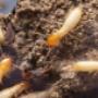 Termites