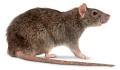 Rats-mice