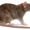 Rats-mice