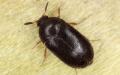 beetle-inspection