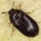 beetle-inspection