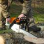 tree felling pros - Tree Felling- Price.jpg