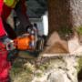 Tree Felling Pros.jpg