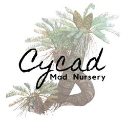 CYCADMAD Nursery