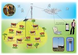 Cattle Watch Africa