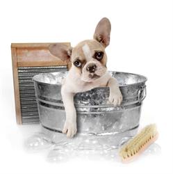 Maestro Grooming (Dog & Cat Grooming)