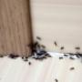 Pest Control Services near me.jpg