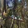 Tree Surgeon