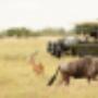 Africa Moja Tours & Transfers