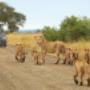 Africa Moja Tours & Transfers