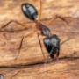 Ant Control Roodepoort