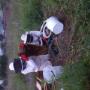 Bee Removal Services in Roodepoort
