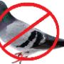 Bird Proofing Roodepoort, Randburg and Johannesburg