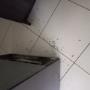 Cockroach Fumigation in Roodepoort
