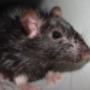 Rat Control Roodepoort