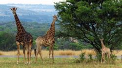 Stillbosch Wildlife Estate