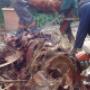 Pawn Tree Cutting Pretoria West