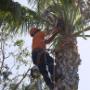 sa-royal-rubble-tree-felling