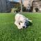 Artificial-Grass-Clean-1