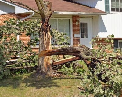 Tree-Felling-Randburg