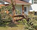 Understanding Tree Felling In Randburg