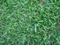 Kikuyu Grass Instant Lawn