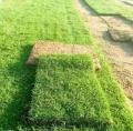 LM Berea Grass Instant Lawn