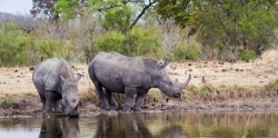 Kruger Safari Africa