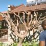 Tree Topping