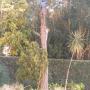 Tree removal