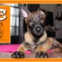 Puppy 1