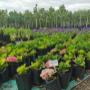 Nursery bags