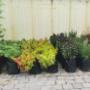 Wholesale black nursery bags