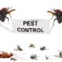 pest control