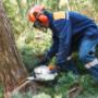 tree felling pros - Man cutting tree.jpg