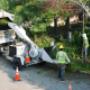 tree felling pros - Tree Removal Services.jpg