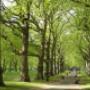tree felling pros - Tree Services.jpg