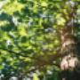 Johnson Tree Felling