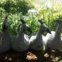 Guinea Fowls
