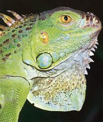 Reptilia