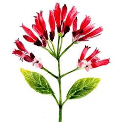 Dr Ferreira & Dr Di Gaspero - Homeopaths