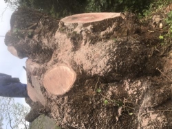 MASTER TREE FELLING