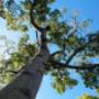 Tree Felling Germiston