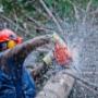 Tree Felling Germiston