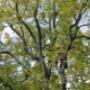 Tree Felling Germiston