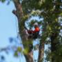 Tree Felling Germiston
