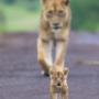 Female Lion with Cub