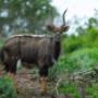 Nyala