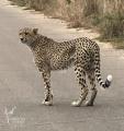 5 Day Authentic Kruger Safari